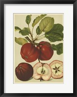 Red Veli Apples II Fine Art Print