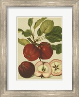 Red Veli Apples II Fine Art Print