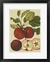 Red Veli Apples II Framed Print