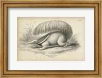 Great Anteater Fine Art Print