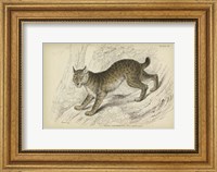 Felis Canadenis Lynx Fine Art Print