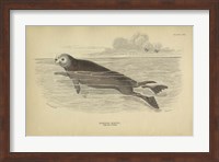 Sea Otter Fine Art Print