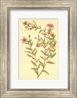 Broad Leaved Fireweed Fine Art Print