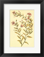 Broad Leaved Fireweed Fine Art Print