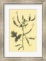 Hedge Mustard Fine Art Print