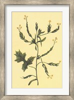 Hedge Mustard Fine Art Print