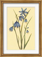 Large Flowered Blue Eyed Grass Fine Art Print
