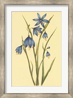 Large Flowered Blue Eyed Grass Fine Art Print