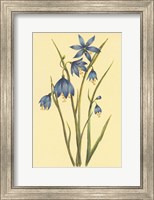 Large Flowered Blue Eyed Grass Fine Art Print