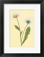 Ox Eye Daisy with Whiteweed Fine Art Print