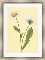 Ox Eye Daisy with Whiteweed Fine Art Print
