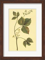 Poison Ivy and Poison Oak Fine Art Print