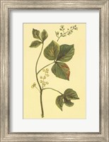 Poison Ivy and Poison Oak Fine Art Print
