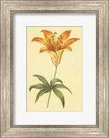 Wild Orange Lily Fine Art Print
