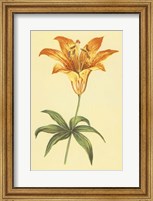 Wild Orange Lily Fine Art Print