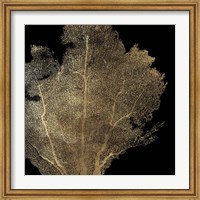 Honeycomb Coral I Fine Art Print
