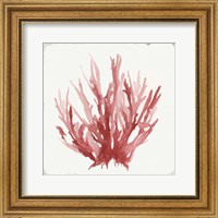 Red Coral I Fine Art Print
