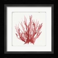 Red Coral I Framed Print