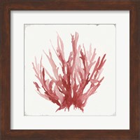 Red Coral I Fine Art Print