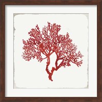 Red Coral II Fine Art Print