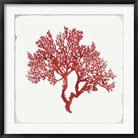 Red Coral II Fine Art Print