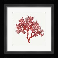 Red Coral II Framed Print