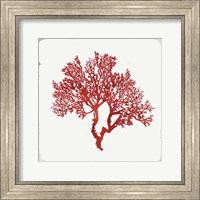 Red Coral II Fine Art Print