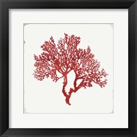 Red Coral II Framed Print