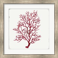 Red Coral III Fine Art Print