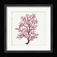 Red Coral III Framed Print