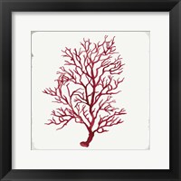 Red Coral III Framed Print