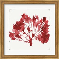 Red Coral IV Fine Art Print