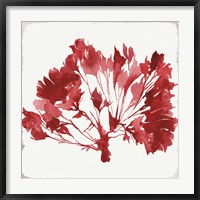 Red Coral IV Fine Art Print