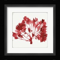 Red Coral IV Framed Print
