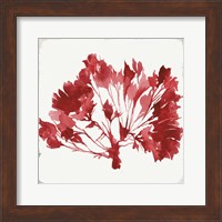 Red Coral IV Fine Art Print