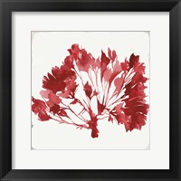 Red Coral IV Framed Print
