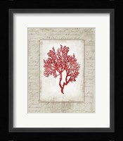 Red Coral II Border Fine Art Print