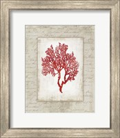 Red Coral II Border Fine Art Print