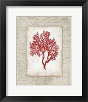 Red Coral II Border Fine Art Print