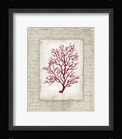 Red Coral III Border Fine Art Print