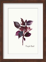 Purple Basil Fine Art Print