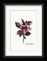 Purple Basil Framed Print