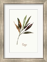 Wild Sage Fine Art Print