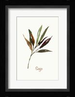 Wild Sage Framed Print