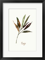 Wild Sage Framed Print