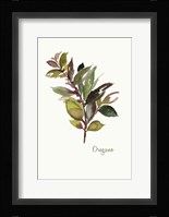 Oregano Fine Art Print