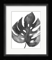 BW Palm II Framed Print