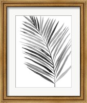 BW Palm IV Fine Art Print