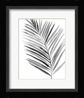 BW Palm IV Framed Print