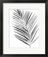 BW Palm IV Framed Print